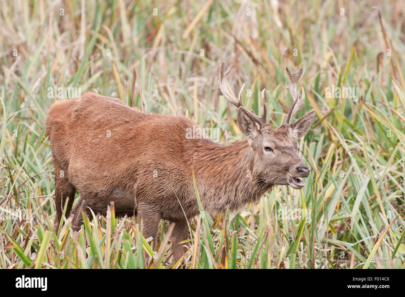 Red Deer stag, Cervus elaphus, horizontal portrait of male ruting dans les Prairies au cours du rut en automne. Banque D'Images