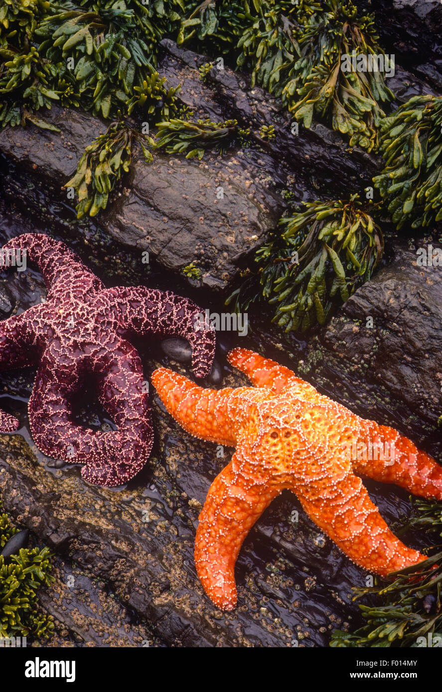 Les étoiles de mer ocre (Pisaster ochraceus) sur des rochers à marée basse, Salt Point State Park, Californie Banque D'Images