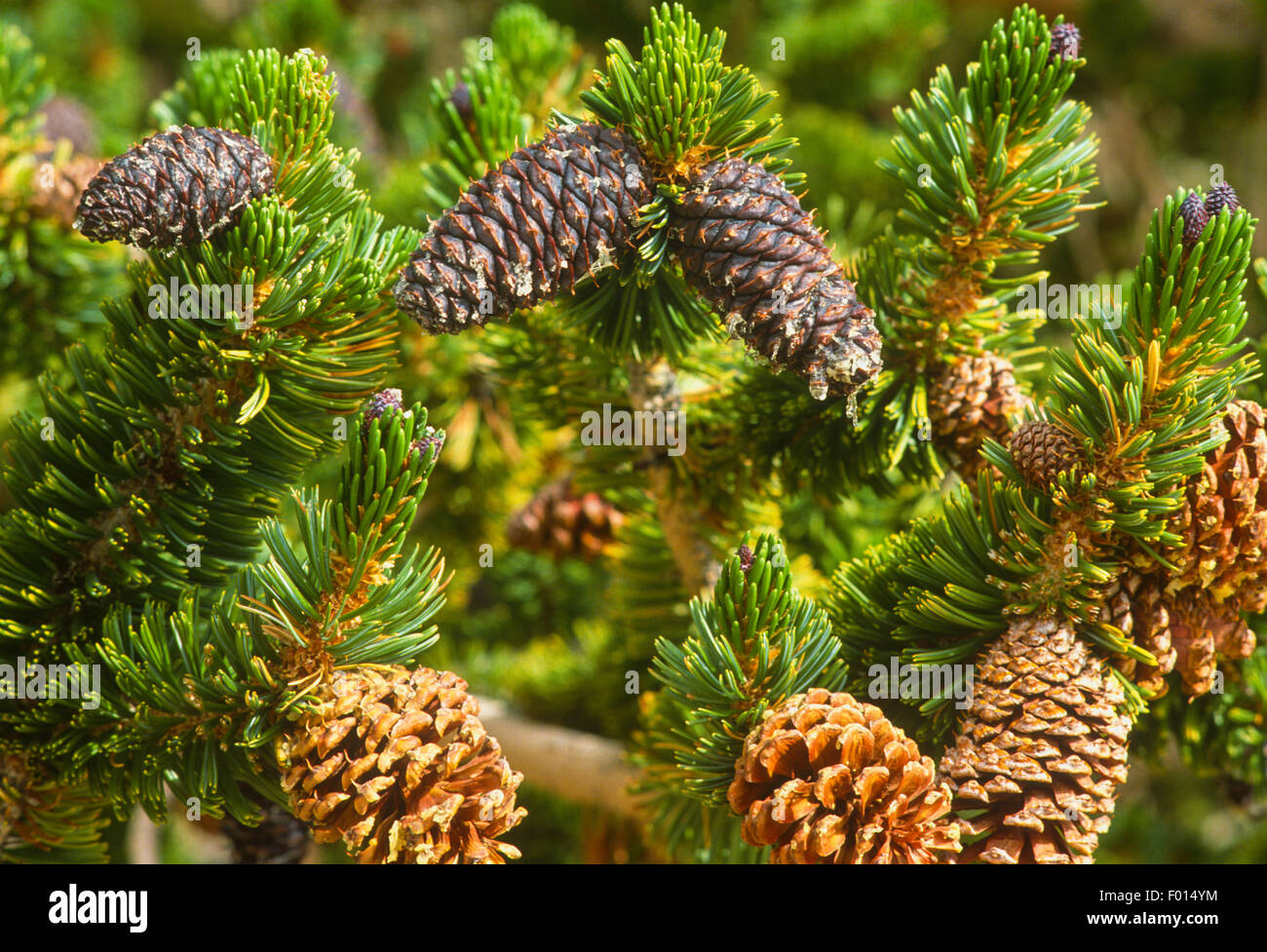 Bristlecone pines au lever du soleil, le Patriarche Grove, ancienne Bristlecone Pine Forest, Montagnes Blanches, en Californie Banque D'Images