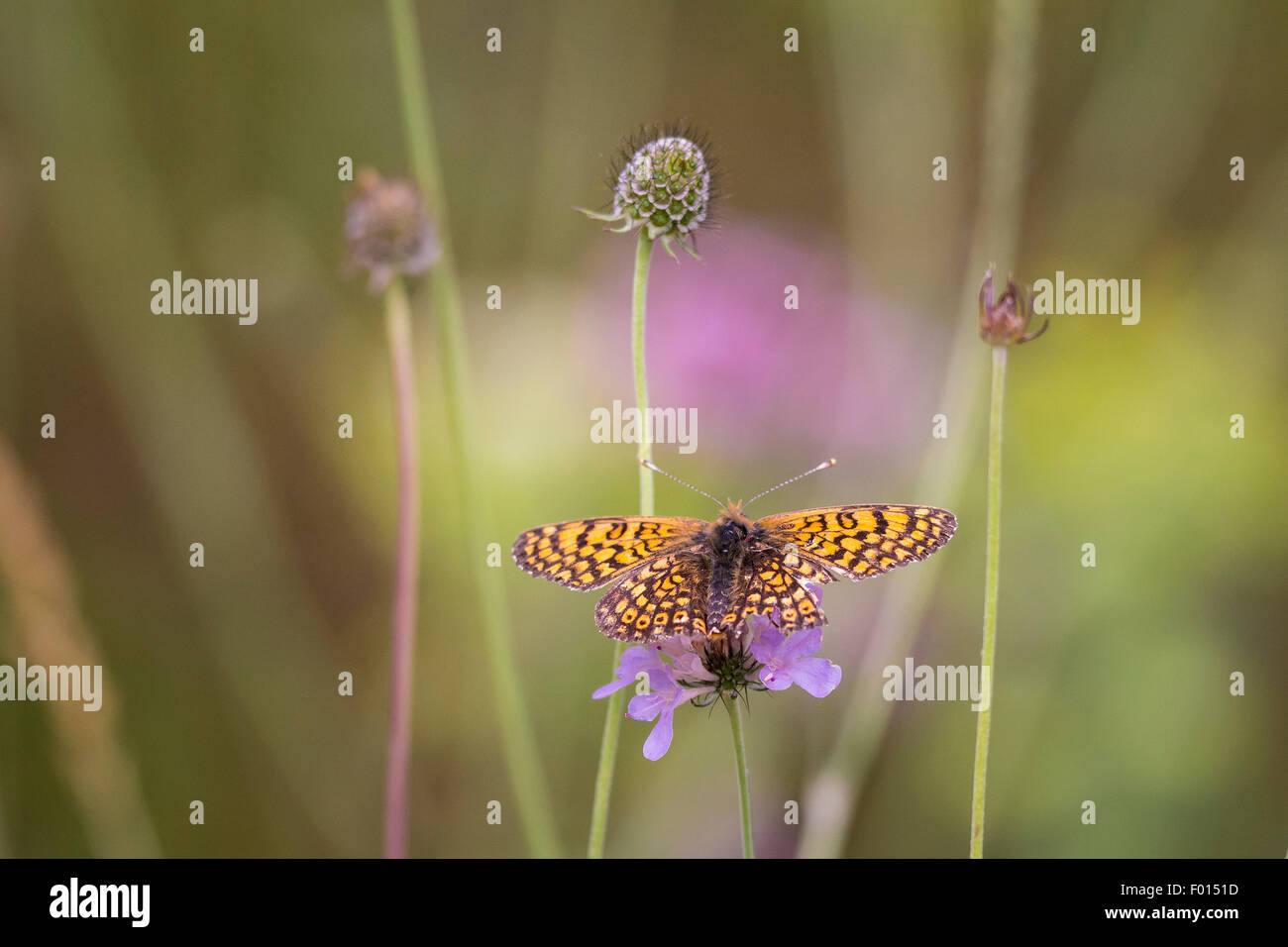 Glanville fritillary butterfly mangeant du nectar de la fleur de Scabiosa columbaria, vue de côté. La flore et la faune sont bien présents Banque D'Images