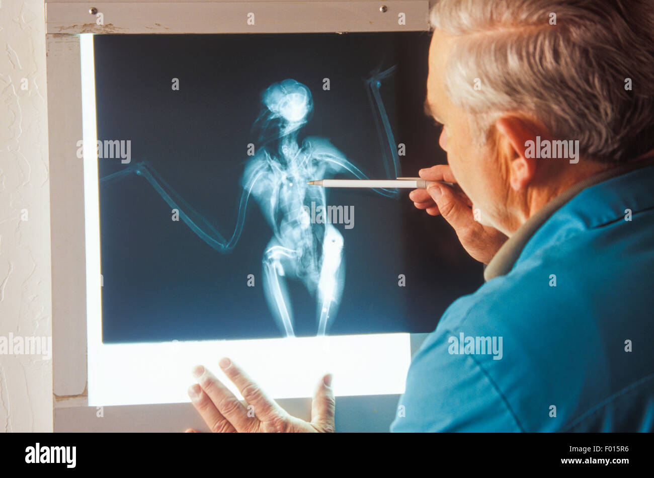 Vétérinaire examine x-ray de oiseau abattu par Hunter, Réseau de soins de la faune de Santa Barbara, Santa Barbara, Californie Banque D'Images
