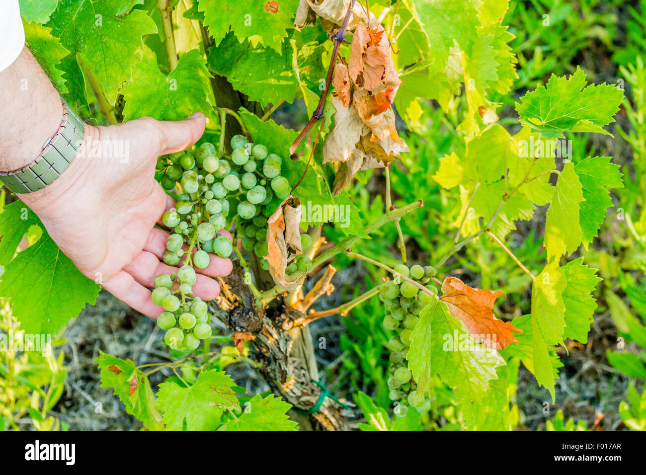 L'amour pour les plantes et de bons fruits, de race blanche haute part de bien vouloir s'occupe de jeunes tas de raisins encore immatures au milieu d'un écrin vert feuilles Banque D'Images