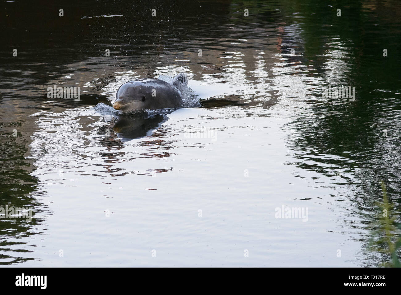 South River, NJ, USA. 5 août 2015 - Un dauphin échoué dans le sud, un affluent de la rivière Raritan qui conduit finalement au port de New York. Comme la marée est sortie l'eau moins profonde et le dauphin a grandi semble s'être souligné. A ce moment, le dauphin est toujours d'être coincé dans cette zone industrielle du New Jersey Crédit : Patrick Morisson/Alamy Live News Banque D'Images