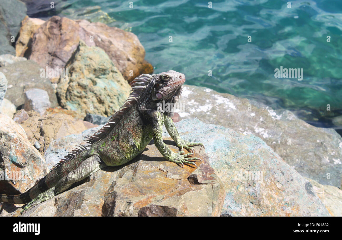 Iguane tropical sur les rochers Banque D'Images