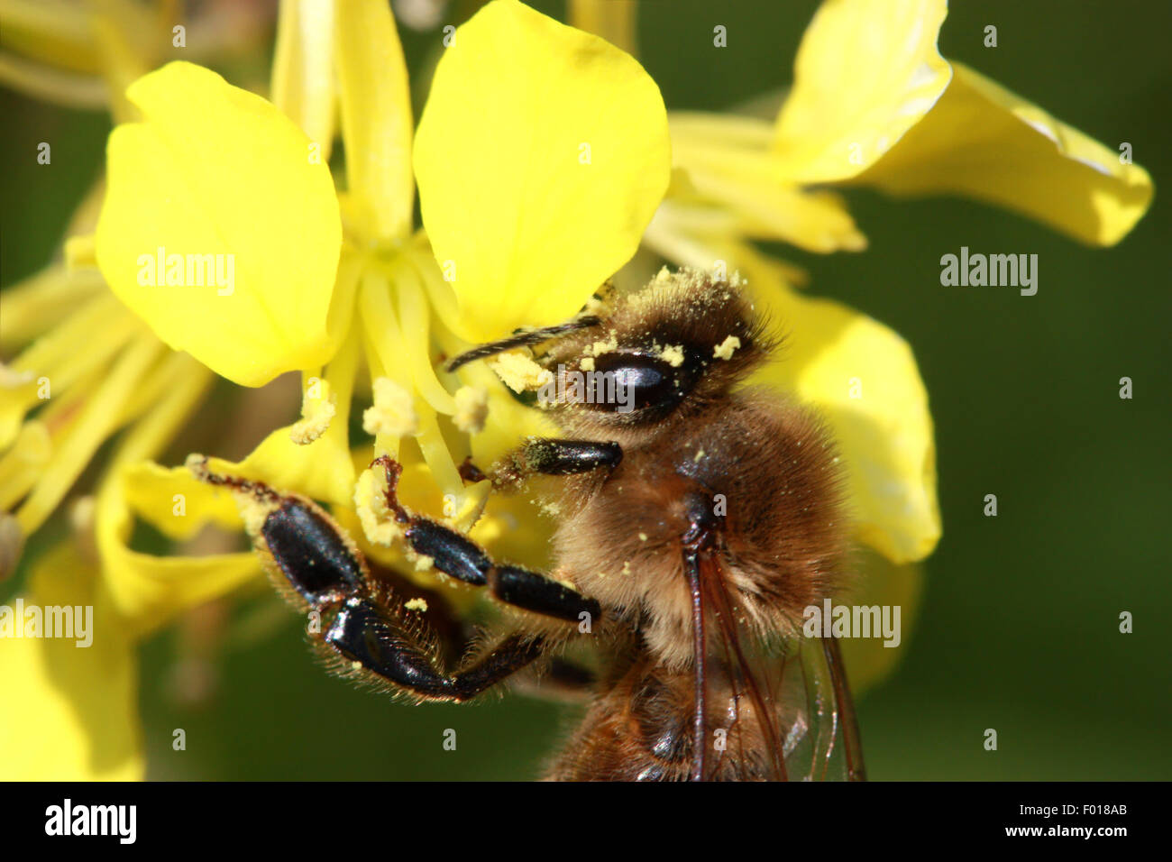 Collecte de l'Abeille du nectar de fleur jaune Banque D'Images
