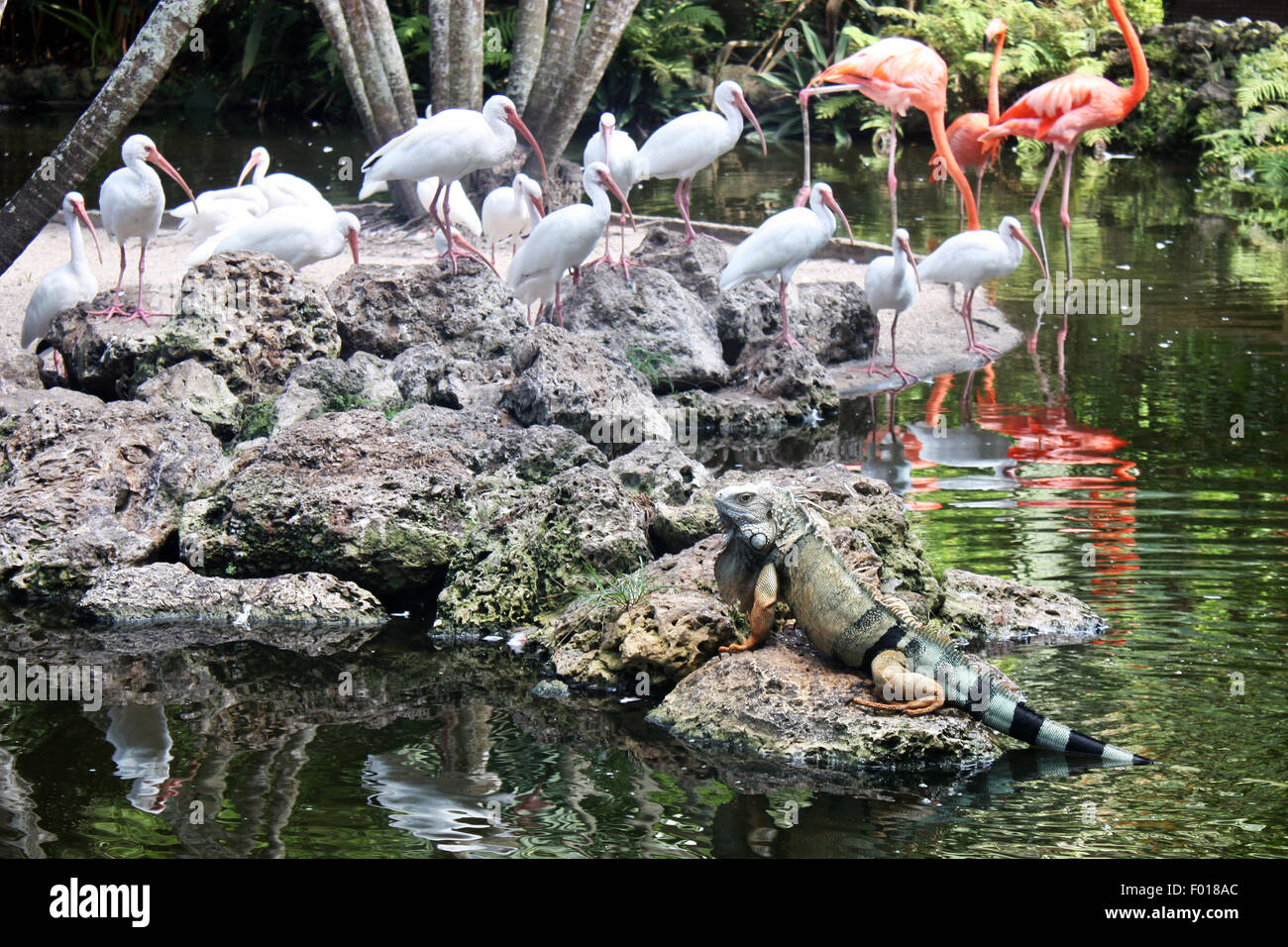Iguana dans flamingo garden Banque D'Images
