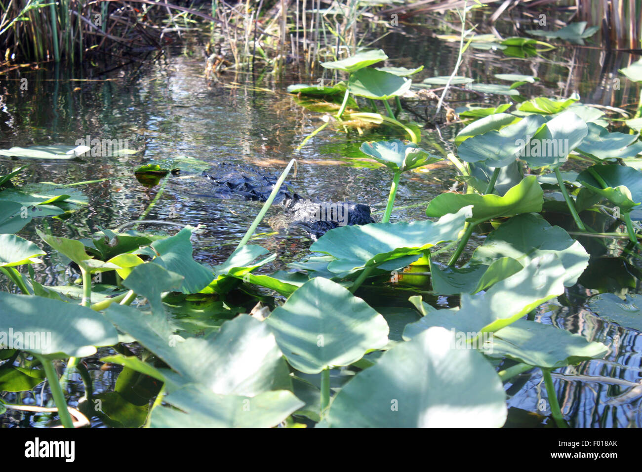 En Floride Everglades Alligator Banque D'Images