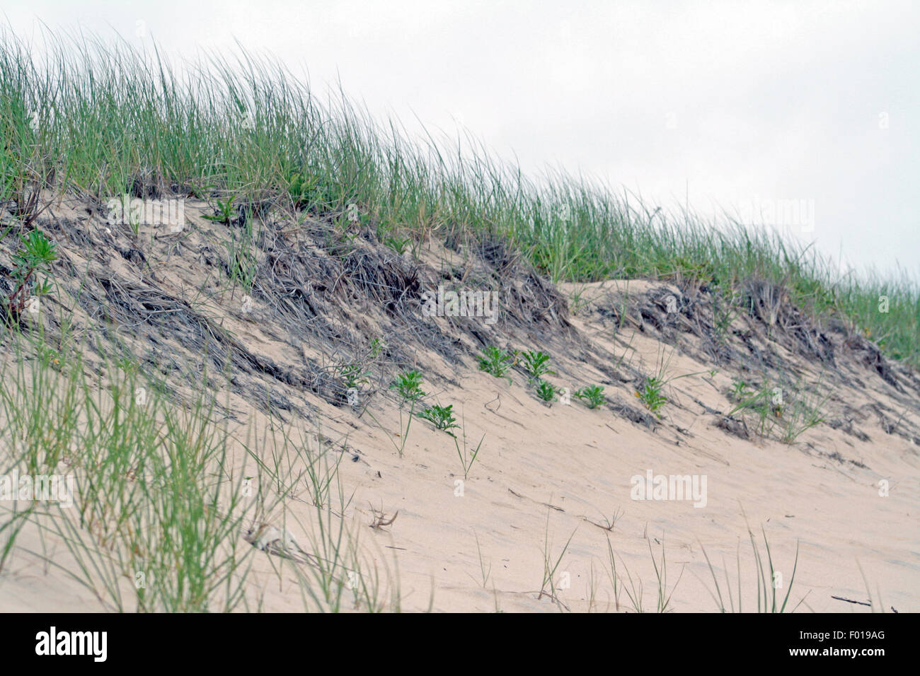 Plage de sable avec de l'Herbe Montauk Long Island New York Banque D'Images