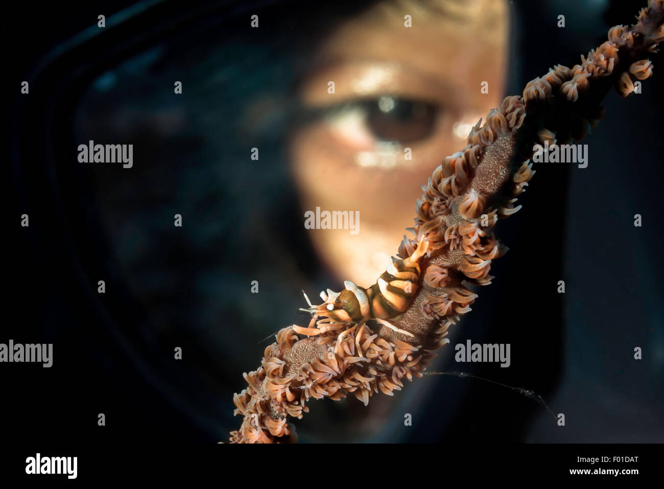 Plongeur avec Whip Zansibar Coral Shrimp, Dasycaris Shrimp-Palaemonidae zanzibarica, Commensal, Bali, Indonésie Banque D'Images