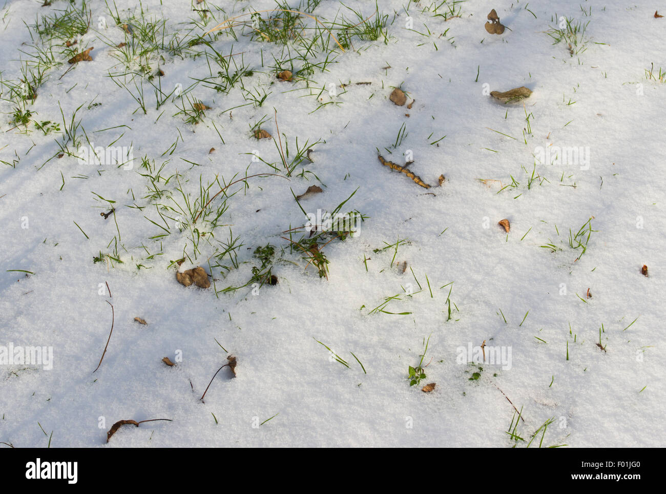 - Fond naturel le printemps arrive Banque D'Images