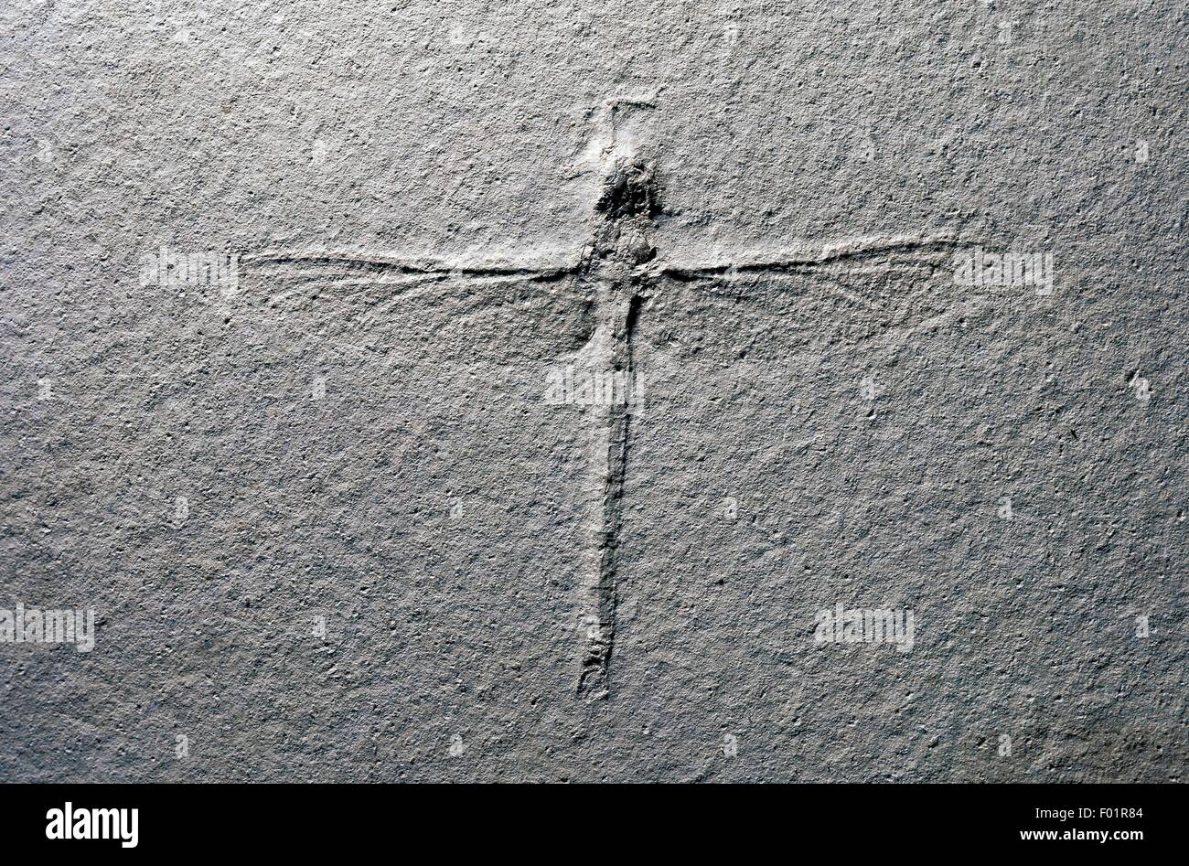 Cymatophlebia longiata, Late Jurassic dragonfly combustibles, de l'Allemagne. Banque D'Images