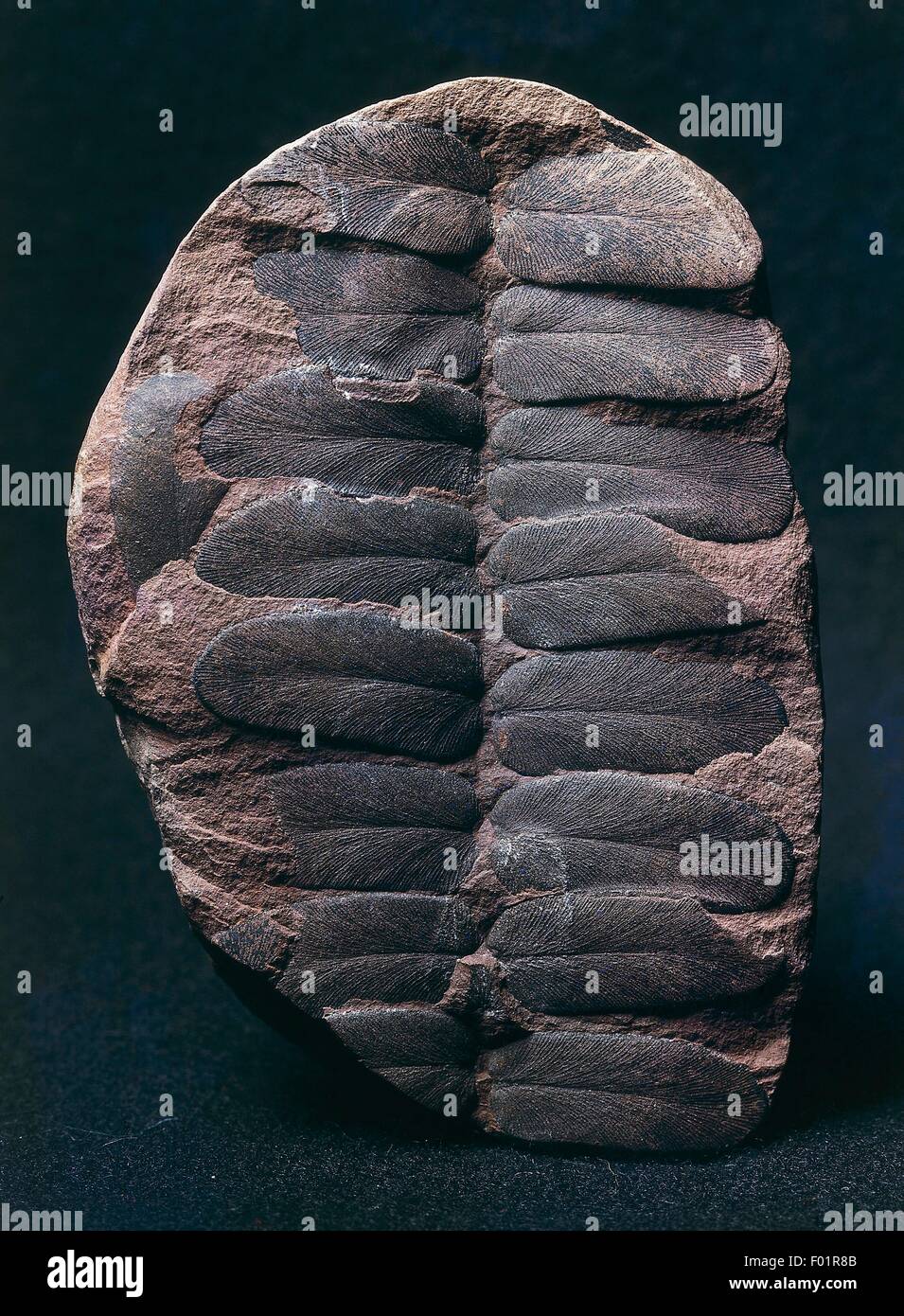 Neuropteris gigantea combustibles, Pteridospermatophyta, période du Carbonifère. Banque D'Images