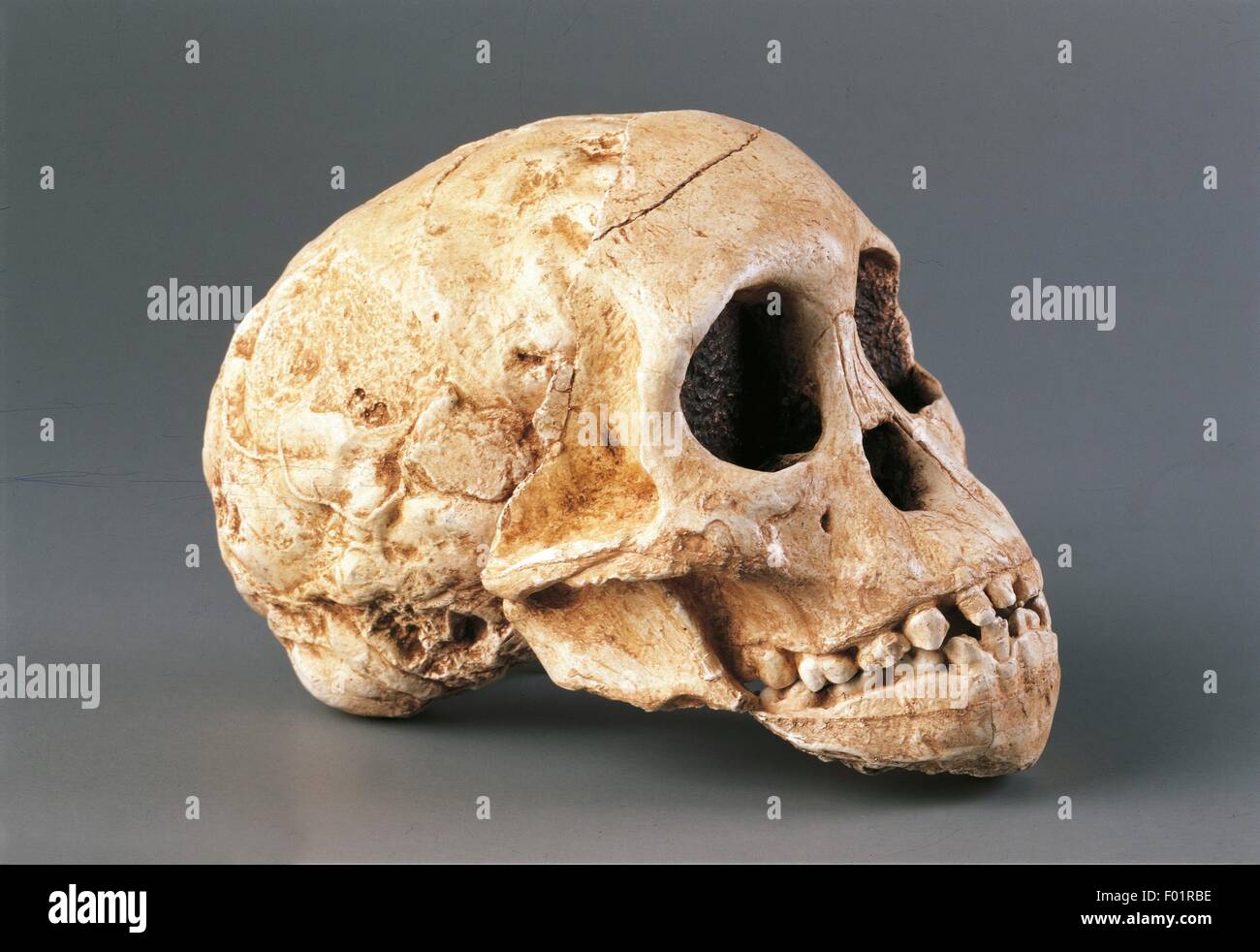 Anthropologie - Crâne d'australopithèque gracile (Australopithecus Africanus). En provenance d'Afrique du Sud, Taung. Banque D'Images