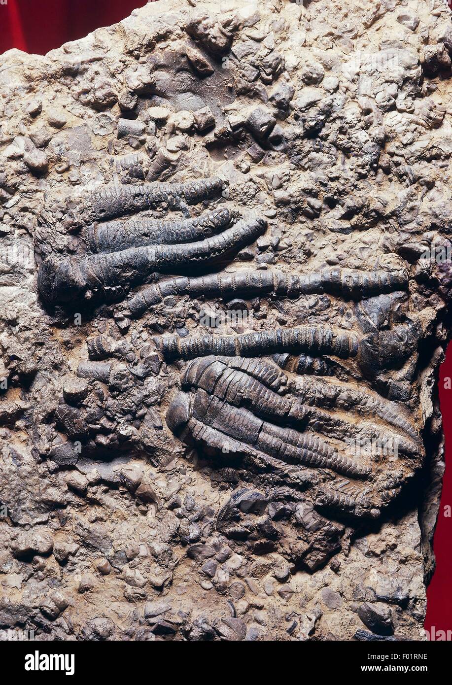 Encrinus fossiles charnelle, Crinoidea, Trias moyen, époque de l'Allemagne. Banque D'Images