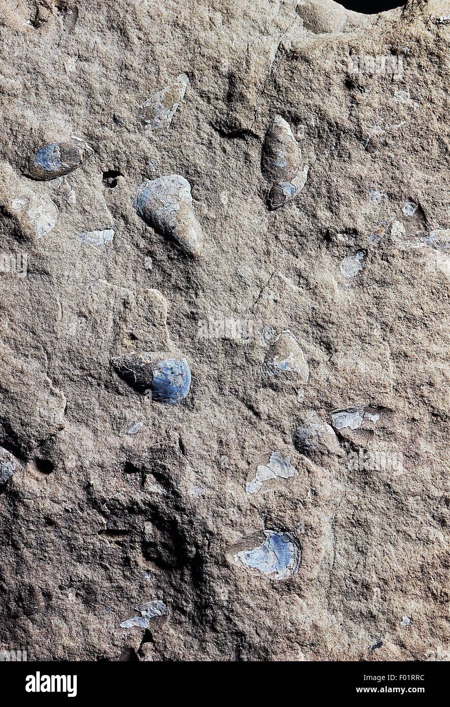 Brachiopoda Lingula cuneata, fossiles du Silurien précoce, d'une époque. Banque D'Images