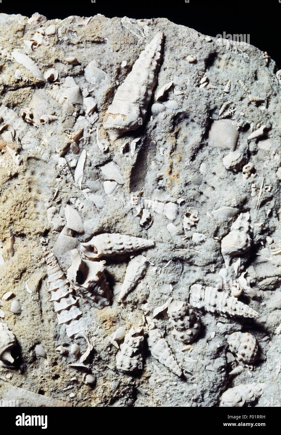 Gastéropodes fossiles dans le calcaire, le tertiaire. Banque D'Images