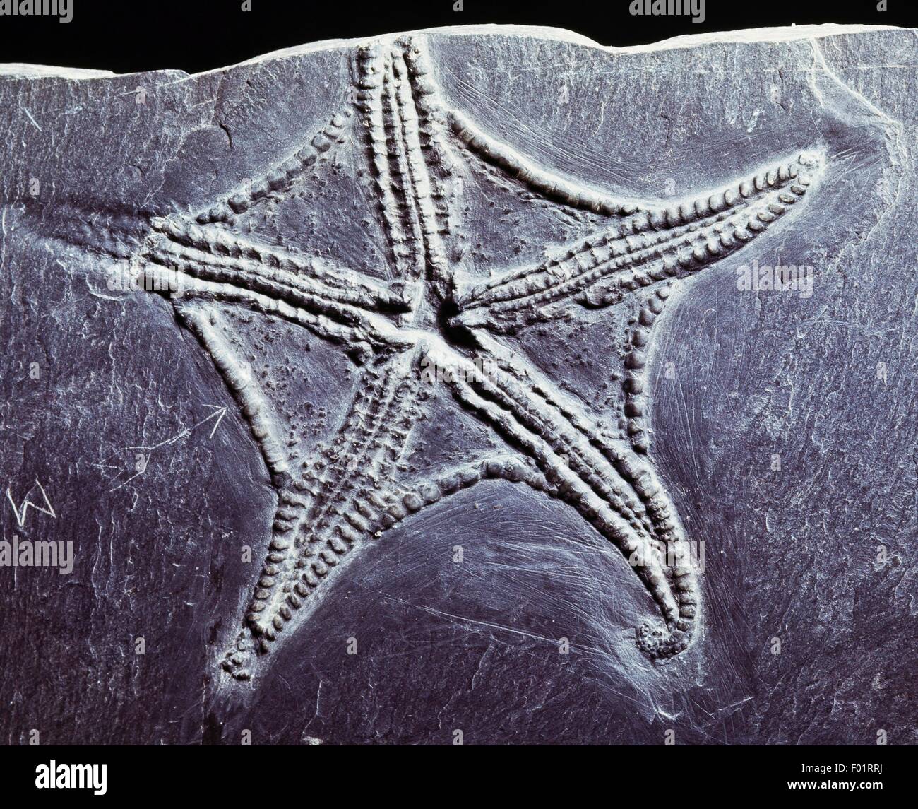 Euzosonoma, fossile, Ophiuroidea Dévonien. Banque D'Images