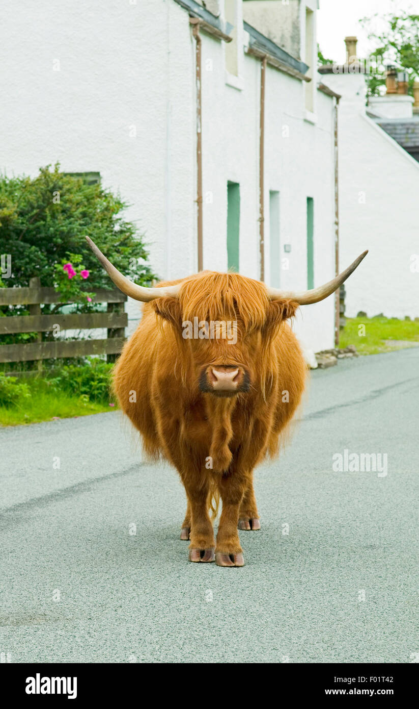 Une vache highland, debout au milieu de la route près de cottages en Duirinish, un township du crofting Wester Ross, Ecosse Banque D'Images