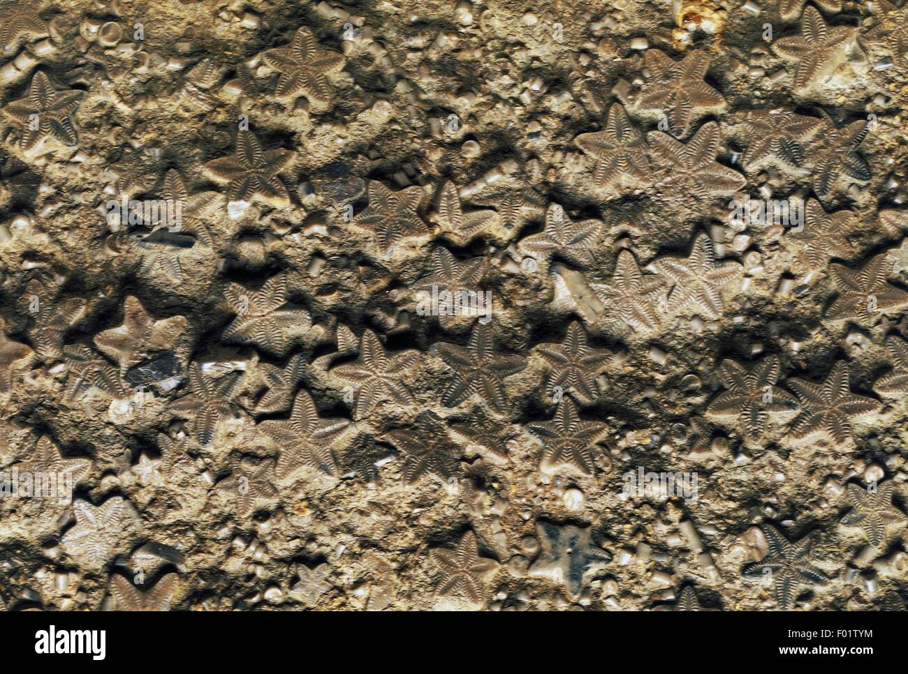 Des fossiles de crinoïdes, Crinoidea. Banque D'Images