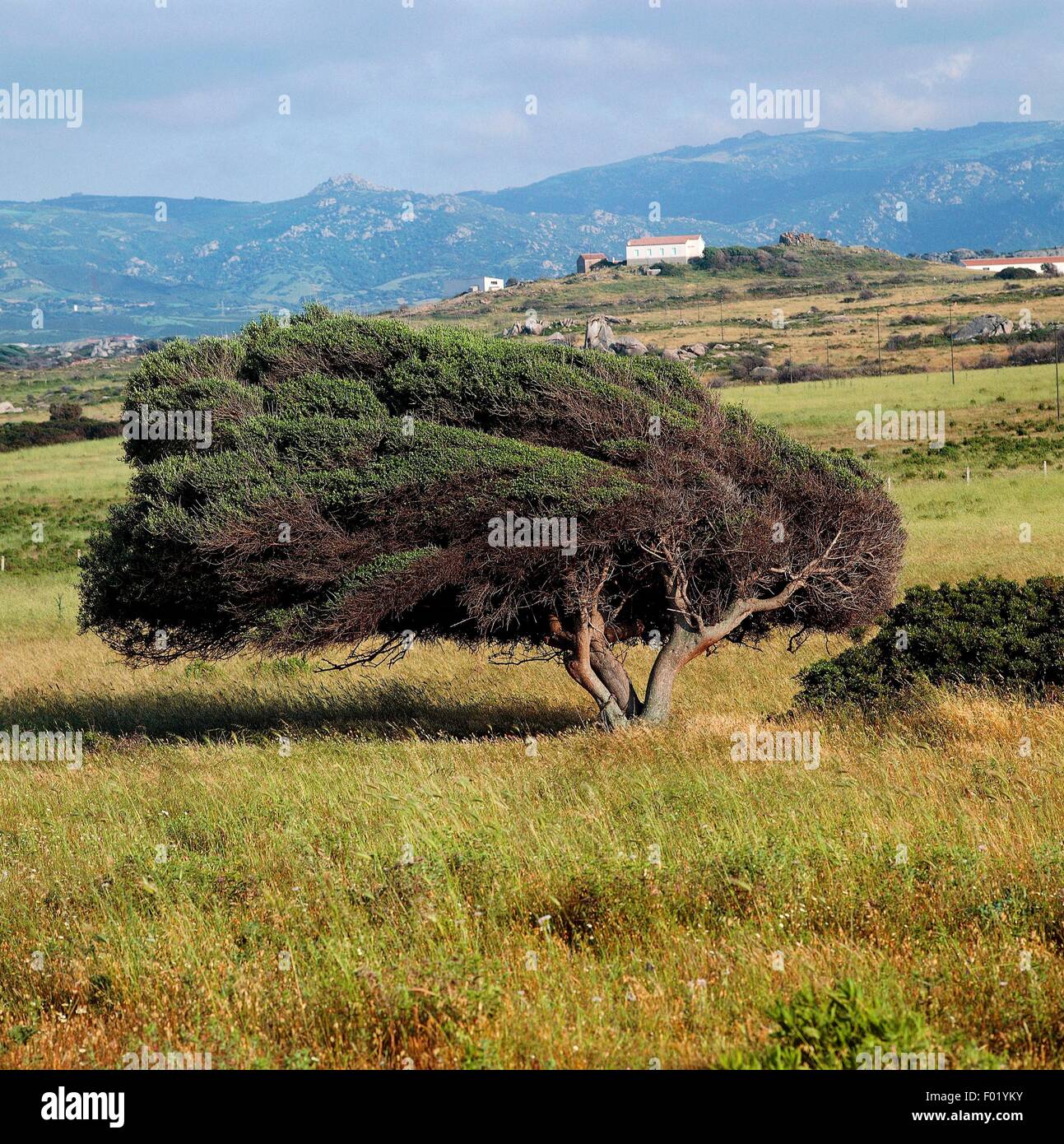 Les arbres courbés par le vent. Banque D'Images