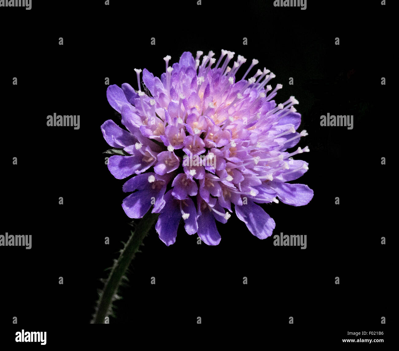 Bit scabious Devils Banque D'Images