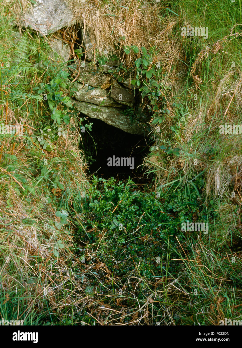 Ffynnon (maïs) et de l'avertisseur sonore sur le puits sacré de Mynydd Enlli pente NW E de St Mary's Abbey, Bardsey Island, Gwynedd. Banque D'Images