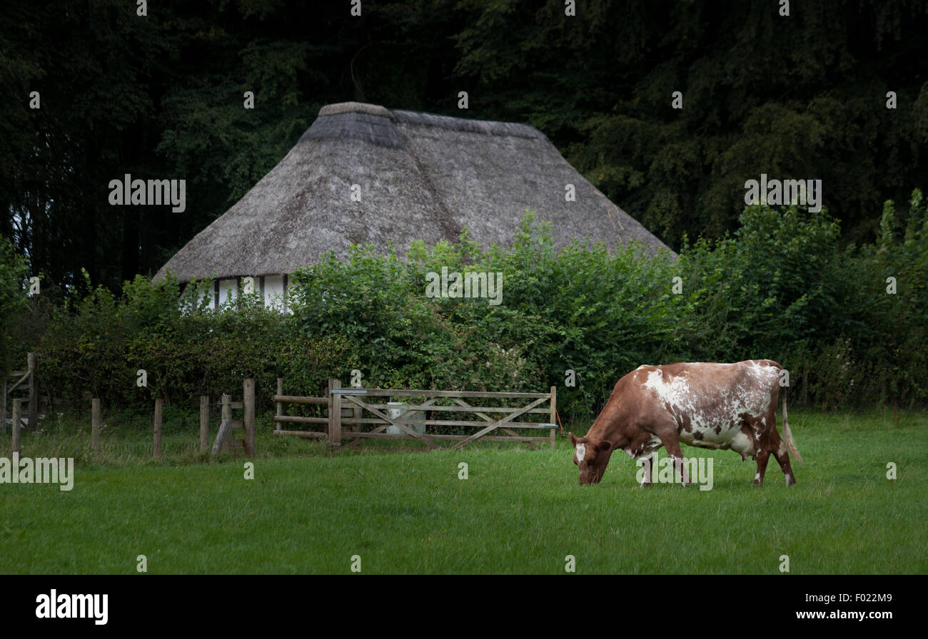 Le pâturage des vaches laitières Ayrshire près d'une ancienne chaumière à St.Fagans National History Museum, dans le sud du Pays de Galles. Banque D'Images