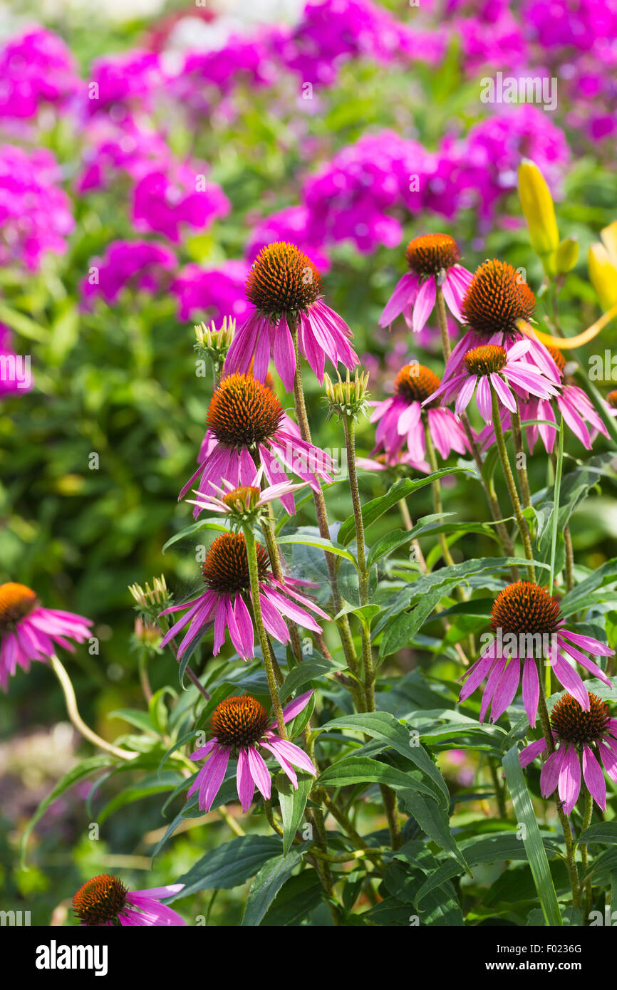 Fleur cône et jardin phlox au jardin d'été. Banque D'Images