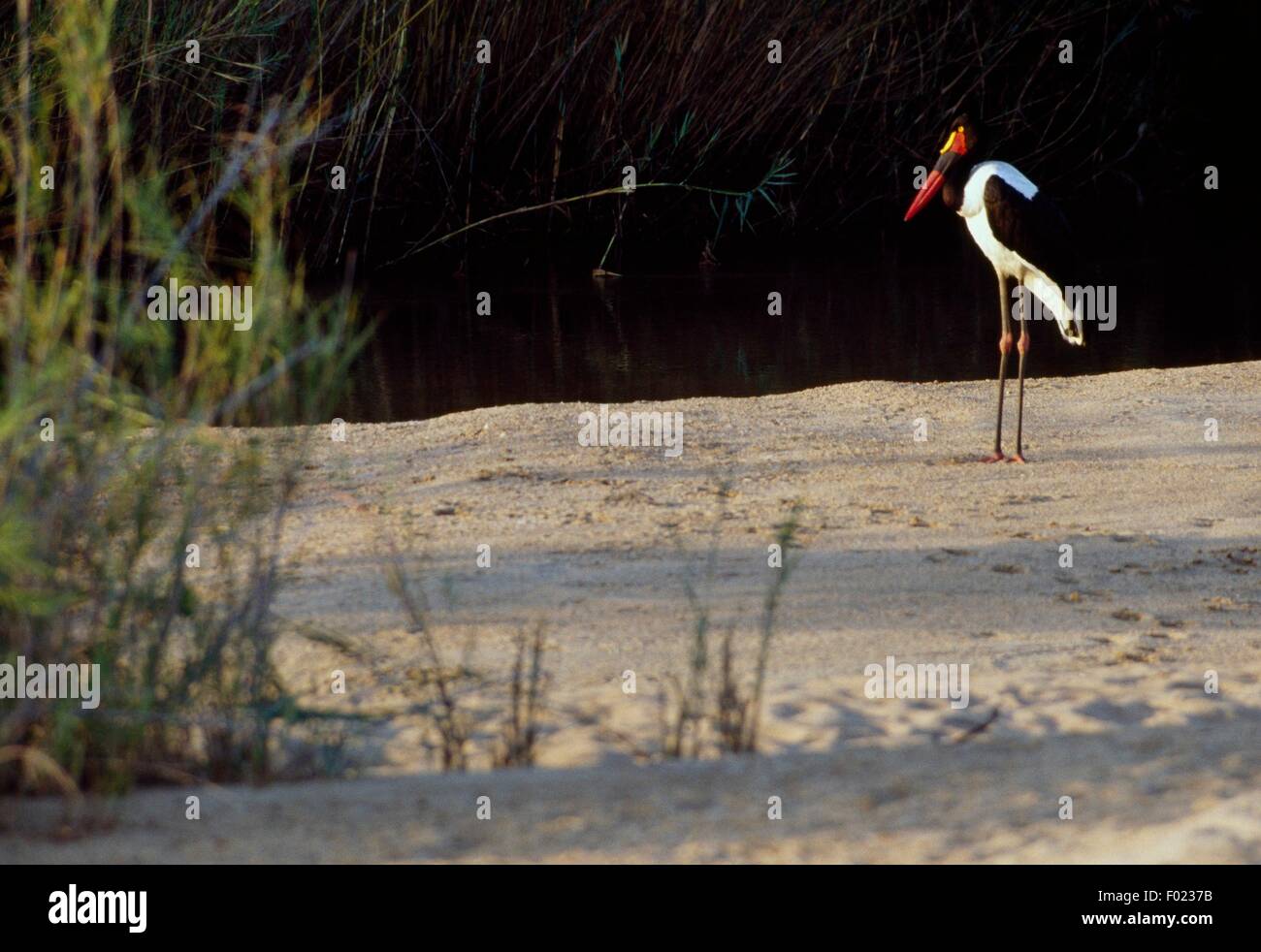 Saddle-billed Stork (Ephippiorhynchus senegalensis) sur les rives de la rivière Sabie, Kruger National Park, Afrique du Sud. Banque D'Images