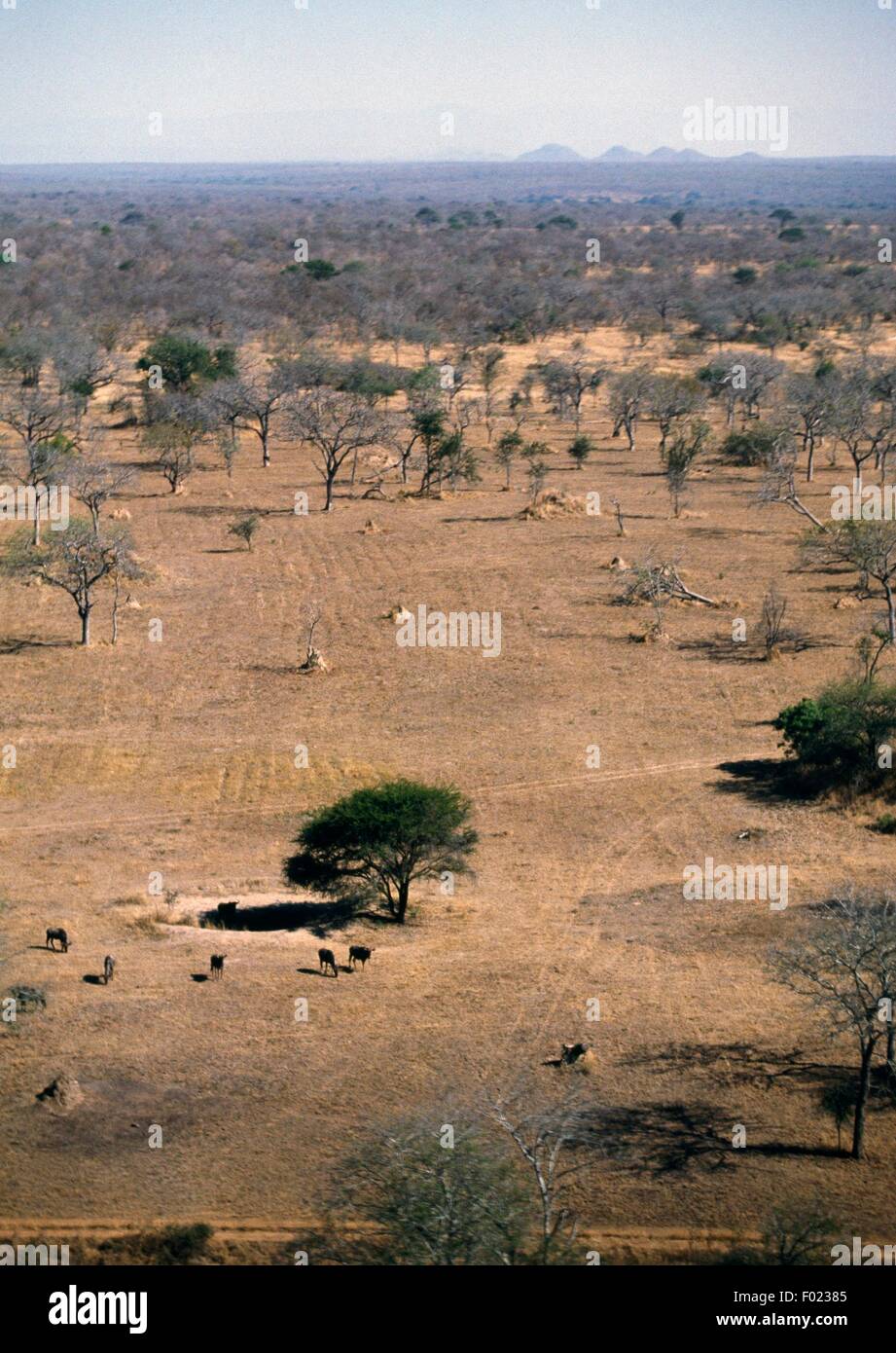 Le Gnou bleu (Connochaetes taurinus) dans la savane, Londolozi Private Game Reserve, Transvaal, Afrique du Sud. Vue aérienne. Banque D'Images