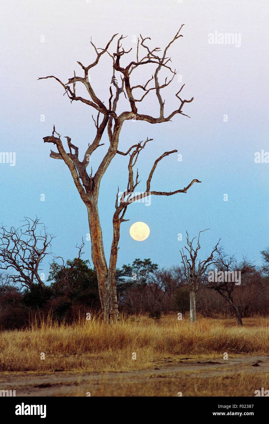 Pleine lune sur la savane, Londolozi Private Game Reserve, Transvaal, Afrique du Sud. Banque D'Images
