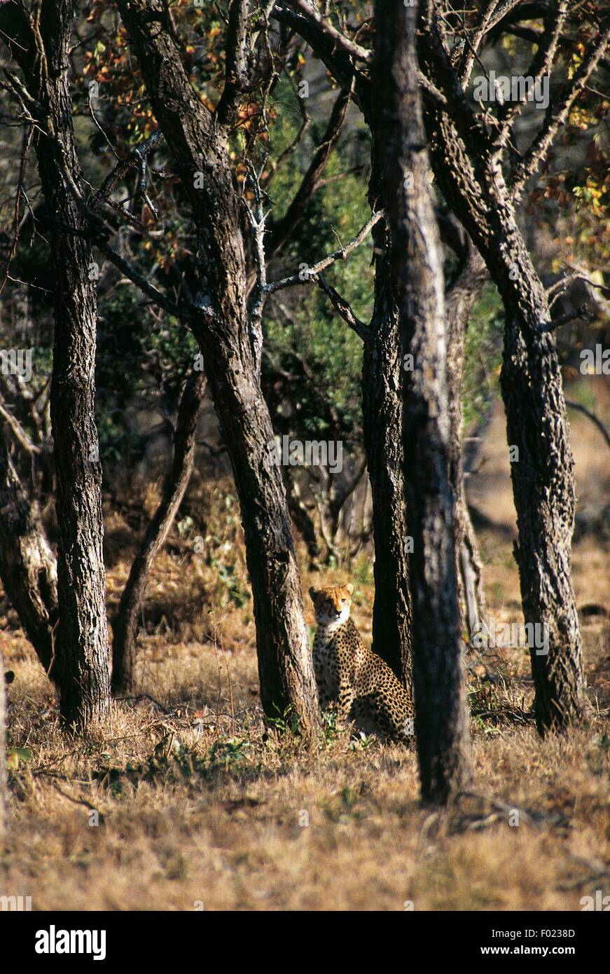 Le Guépard (Acinonyx jubatus) parmi les arbres, Londolozi Private Game Reserve, Transvaal, Afrique du Sud. Banque D'Images