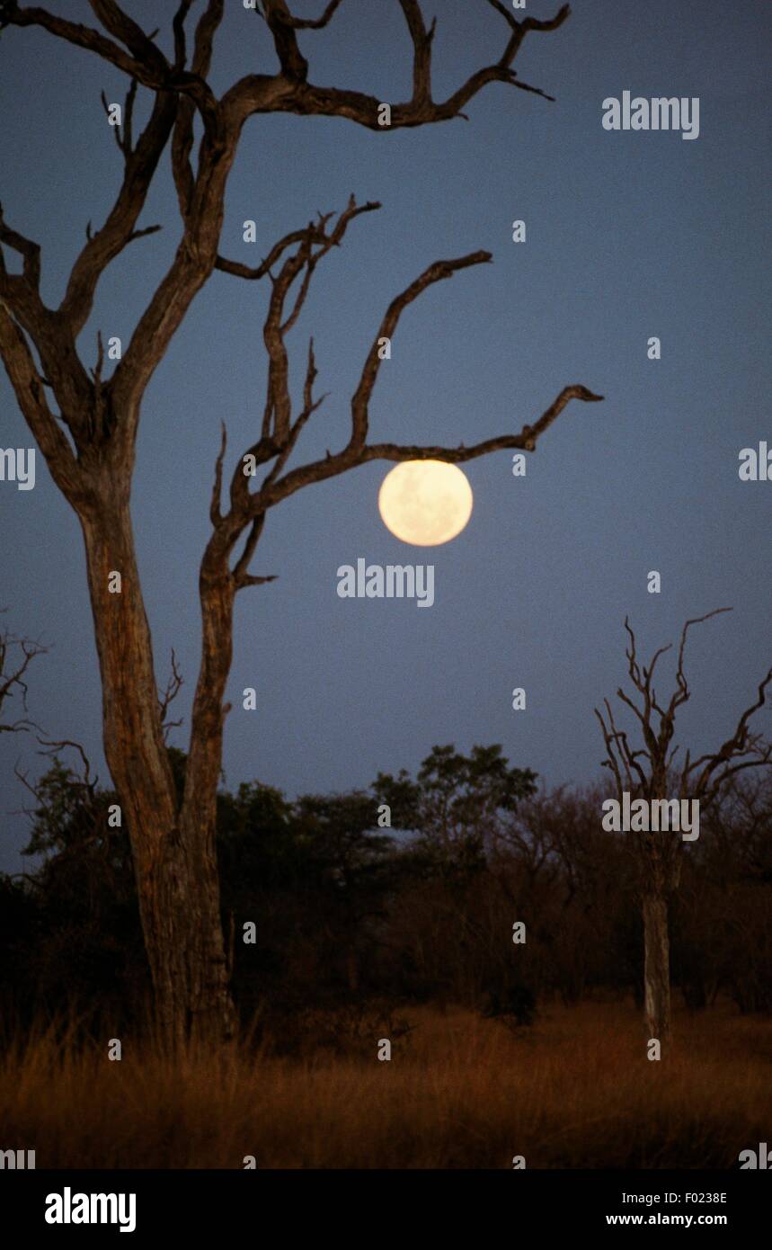 Pleine lune sur la savane, Londolozi Private Game Reserve, Transvaal, Afrique du Sud. Banque D'Images