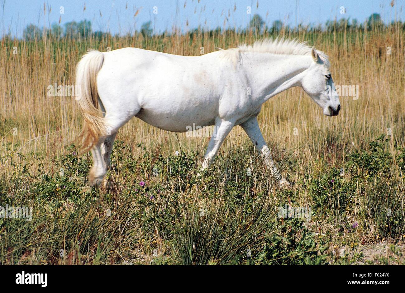 Un cheval dans le Parc Naturel Régional de Camargue (Parc naturel régional de Camargue), Provence-Alpes-Côte d'Azur, France. Banque D'Images