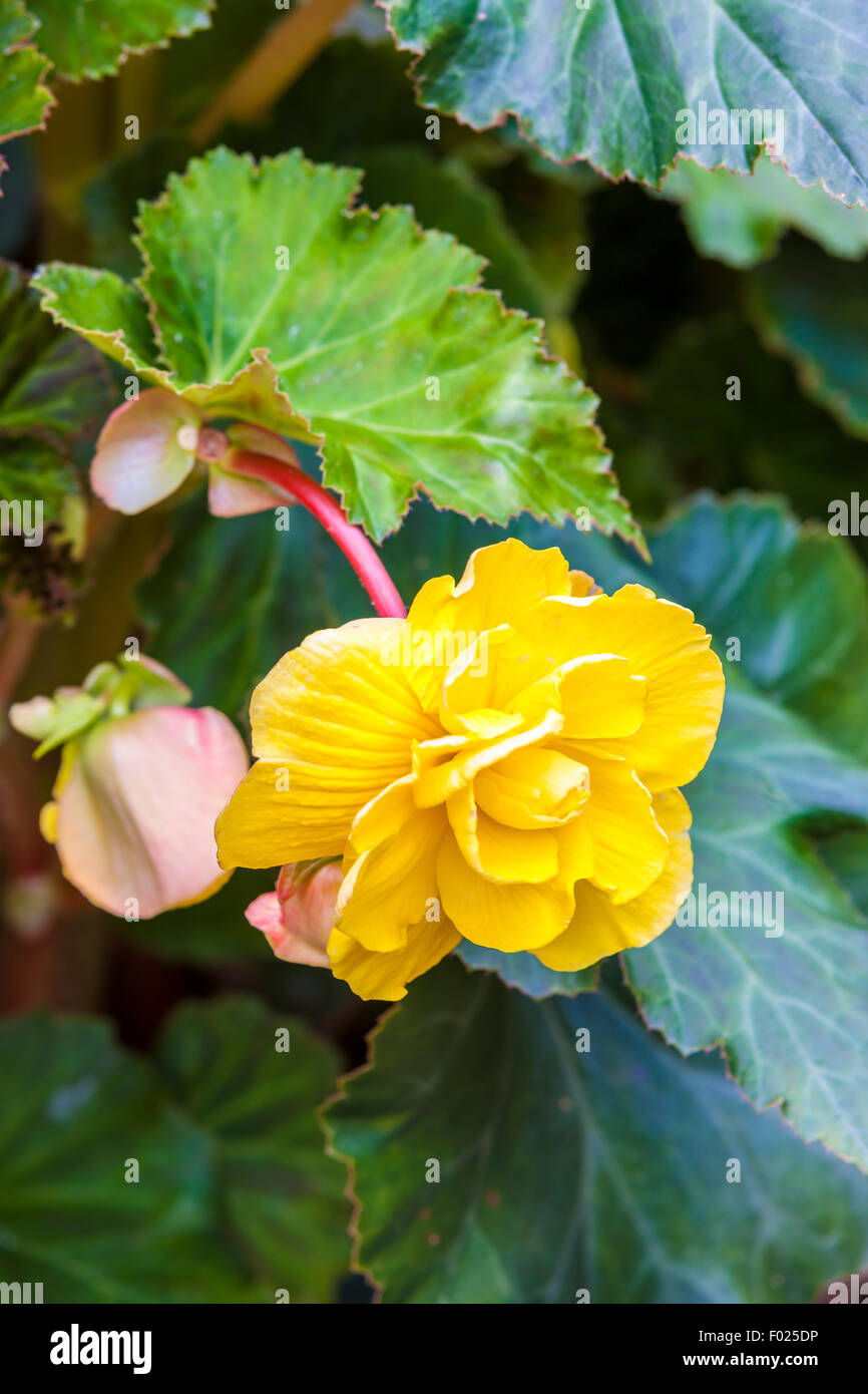 Begonia x tuberhybrida jaune de plantes en pot. Banque D'Images