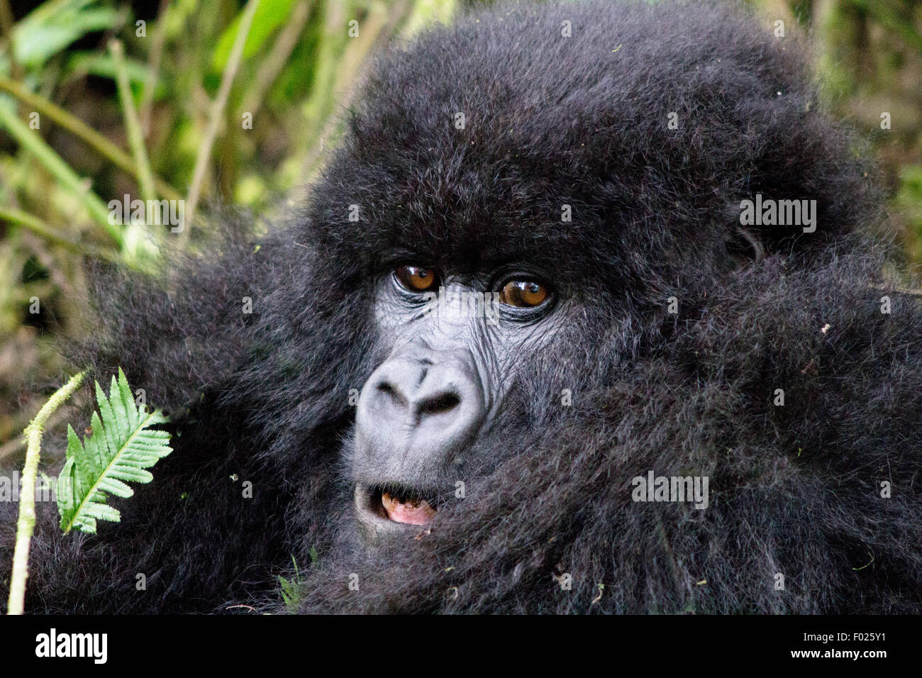 Jeune gorille de montagne (beringei beringei) dans le parc national des volcans, Rwanda Banque D'Images