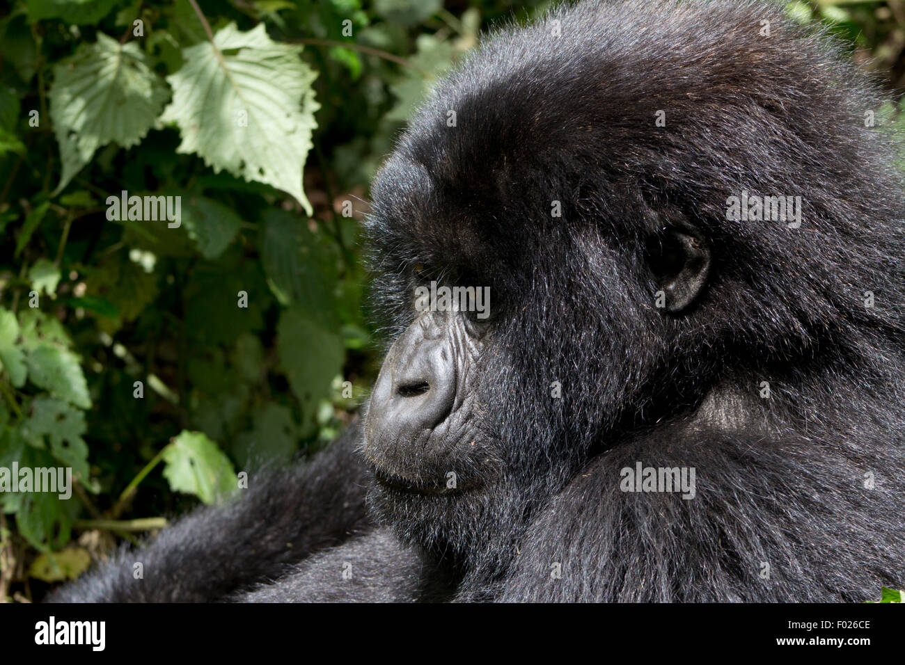 Jeune gorille de montagne (beringei beringei) dans la nature, le parc national des volcans, Rwanda Banque D'Images