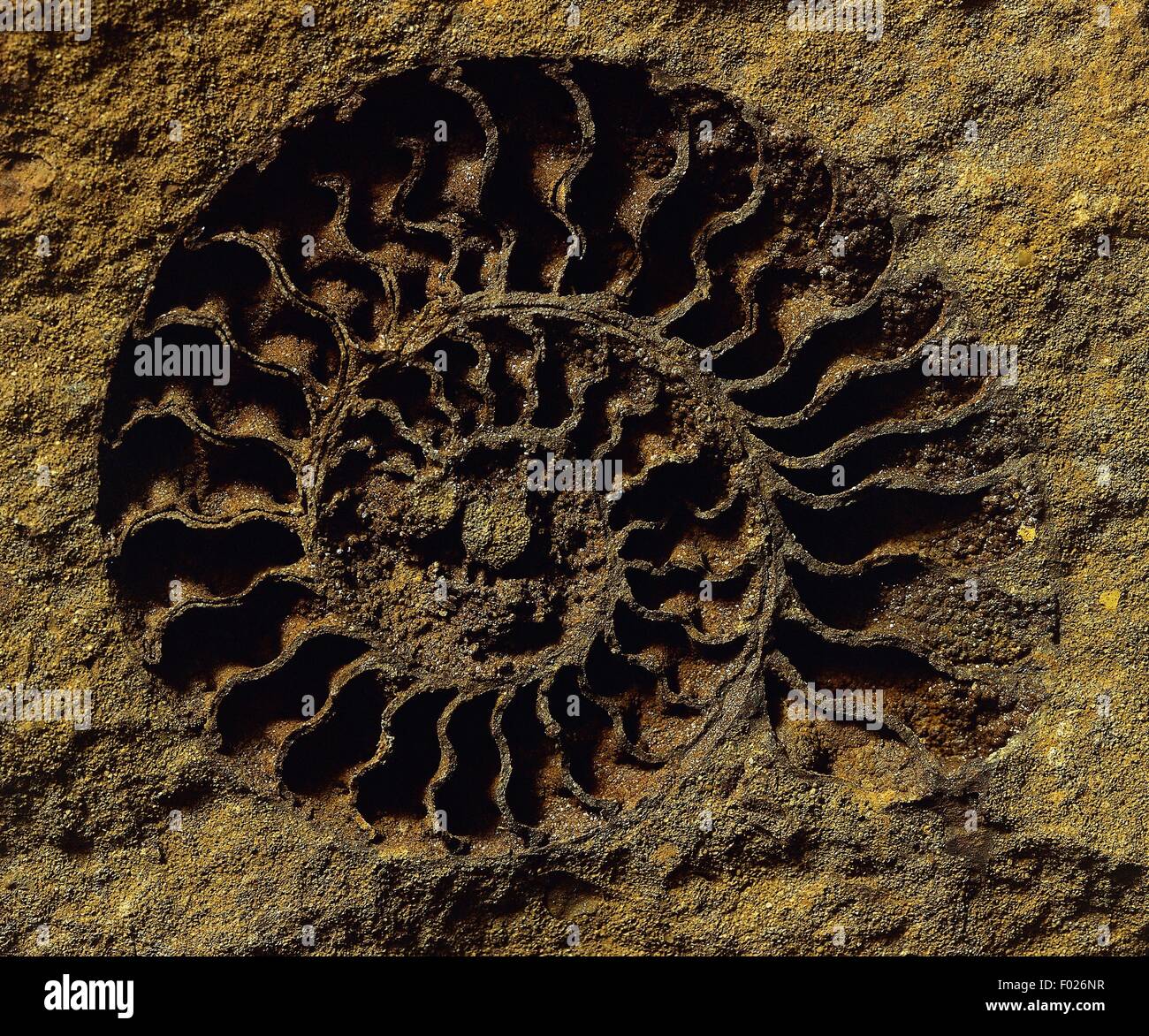 ammonites-fossiles-des-c-phalopodes-photo-stock-alamy