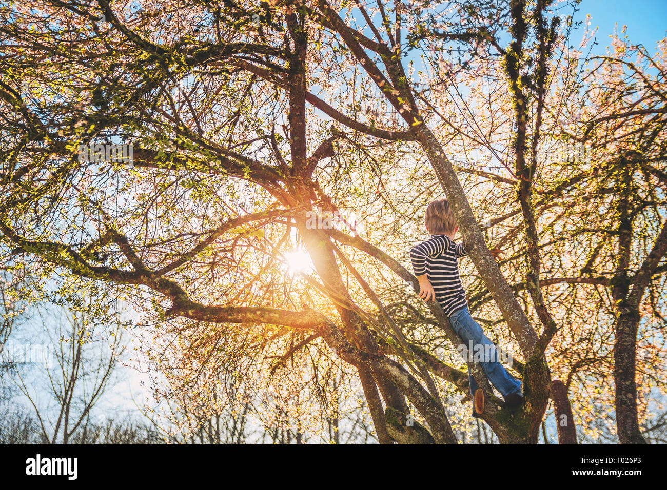 Vue arrière d'un garçon assis dans un arbre en regardant le coucher du soleil Banque D'Images