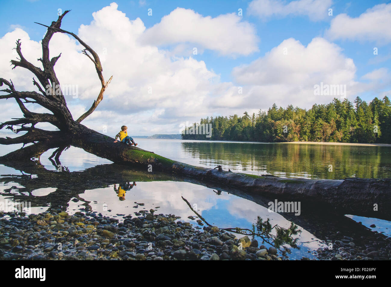 Portrait d'un garçon assis sur un arbre tombé dans le lac Banque D'Images