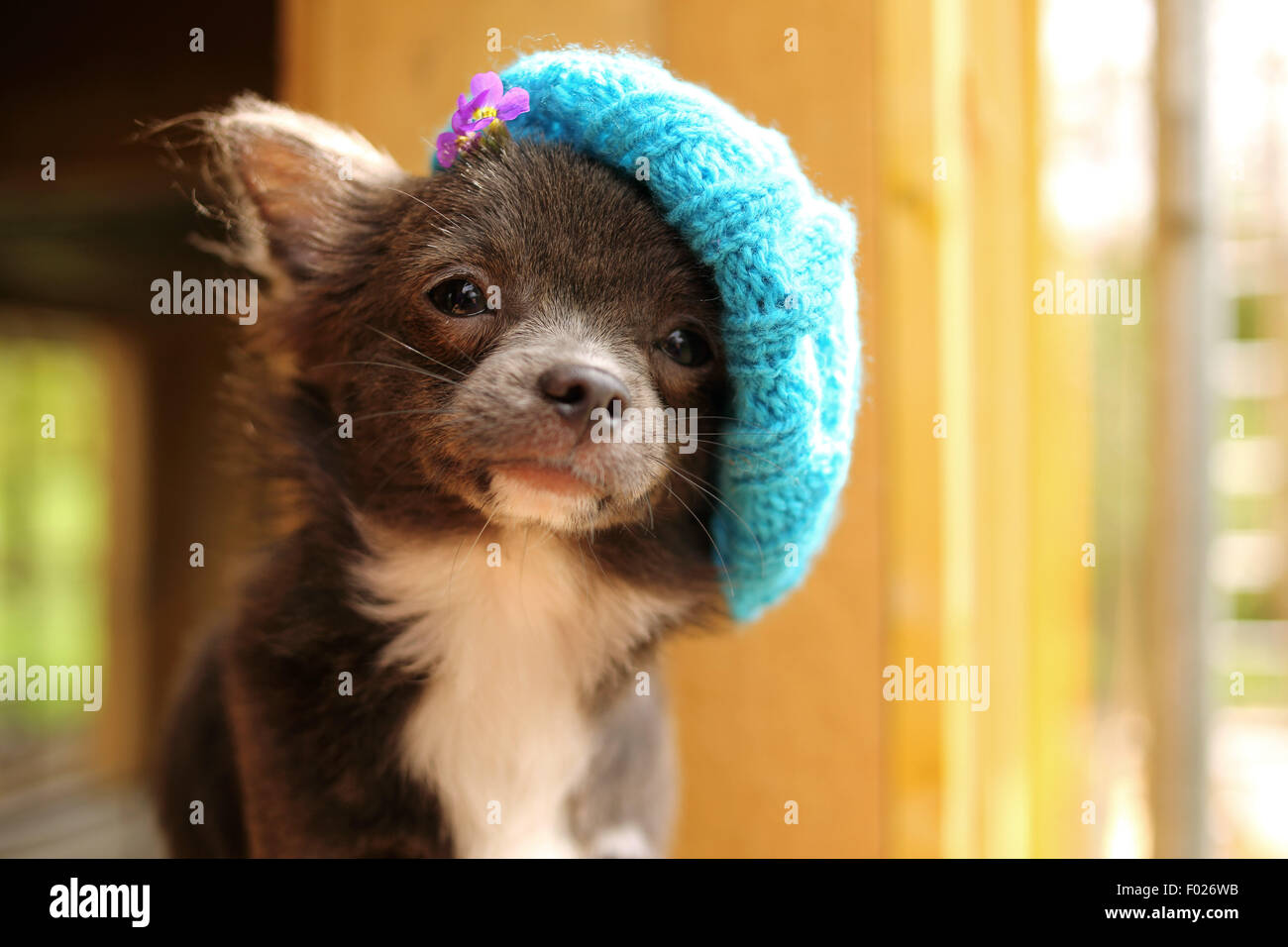 Chihuahua puppy wearing hat tricoté Banque D'Images