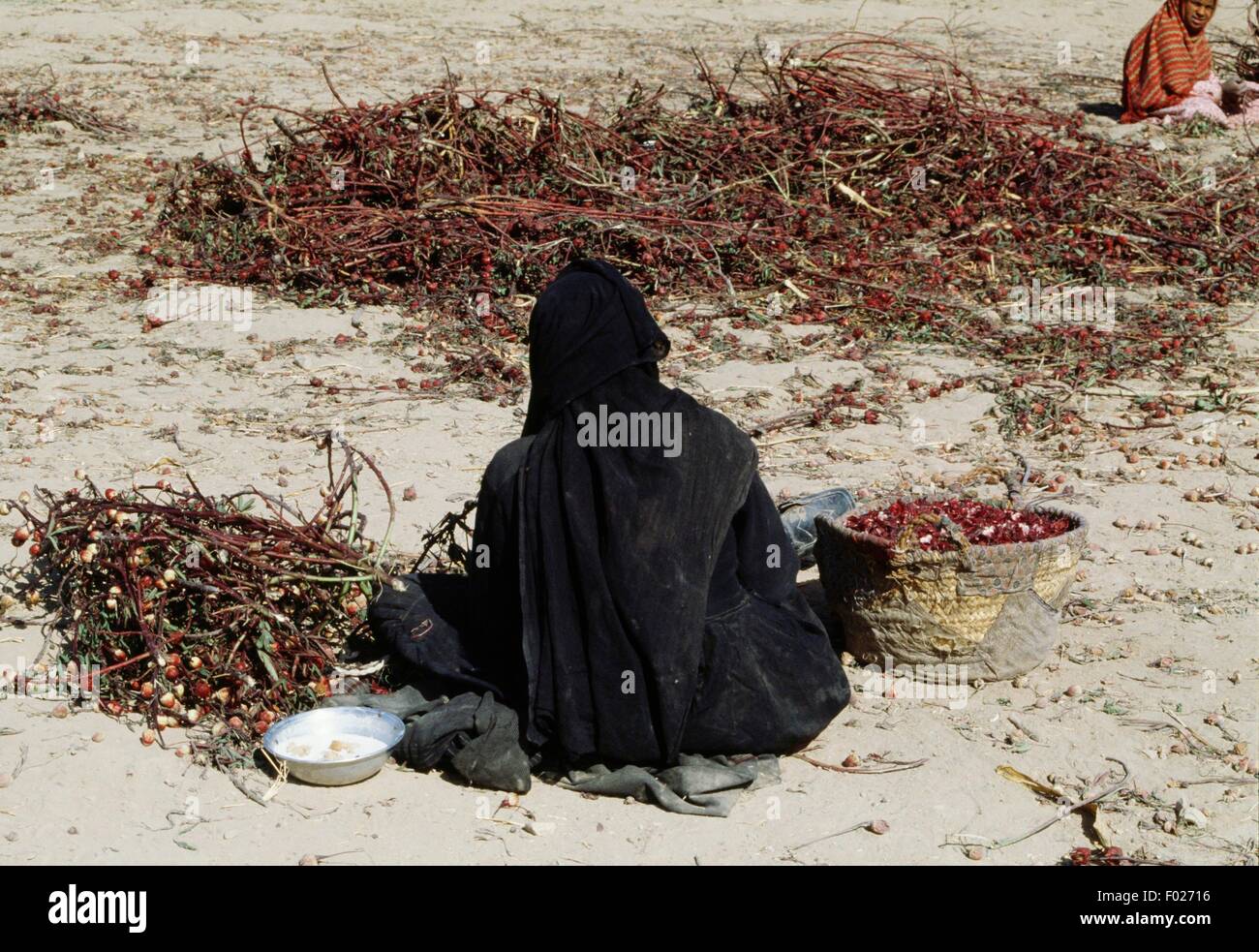 Femme au travail après la récolte, l'oseille rouge Naqada, Egypte. Banque D'Images