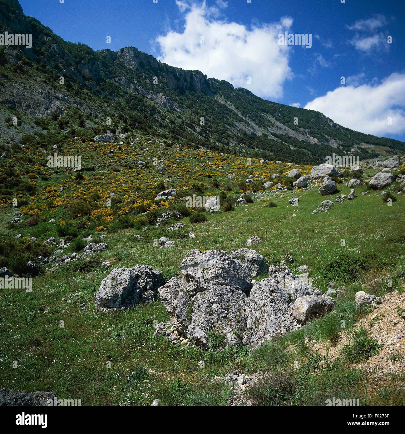 Le pâturage, Raganello Valley, le parc national du Pollino, Calabre, Italie. Banque D'Images