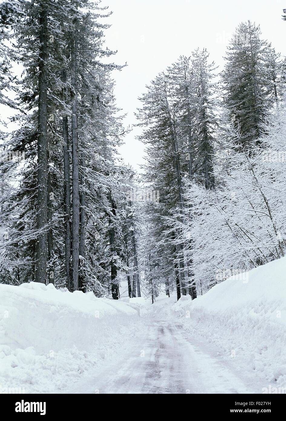 Paysage de neige sur la grande Sila SILA, Parc National, Calabre, Italie. Banque D'Images