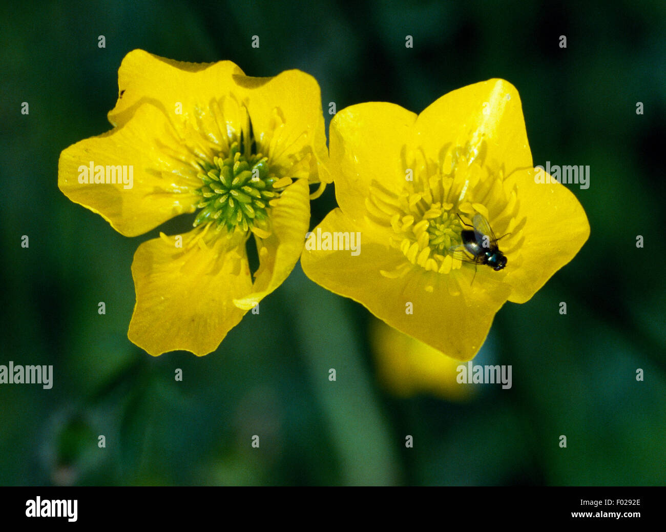 Fleurs de la renoncule âcre (Ranunculus acer), Parc Naturel de Lagoni di Mercurago, Piémont, Italie. Banque D'Images