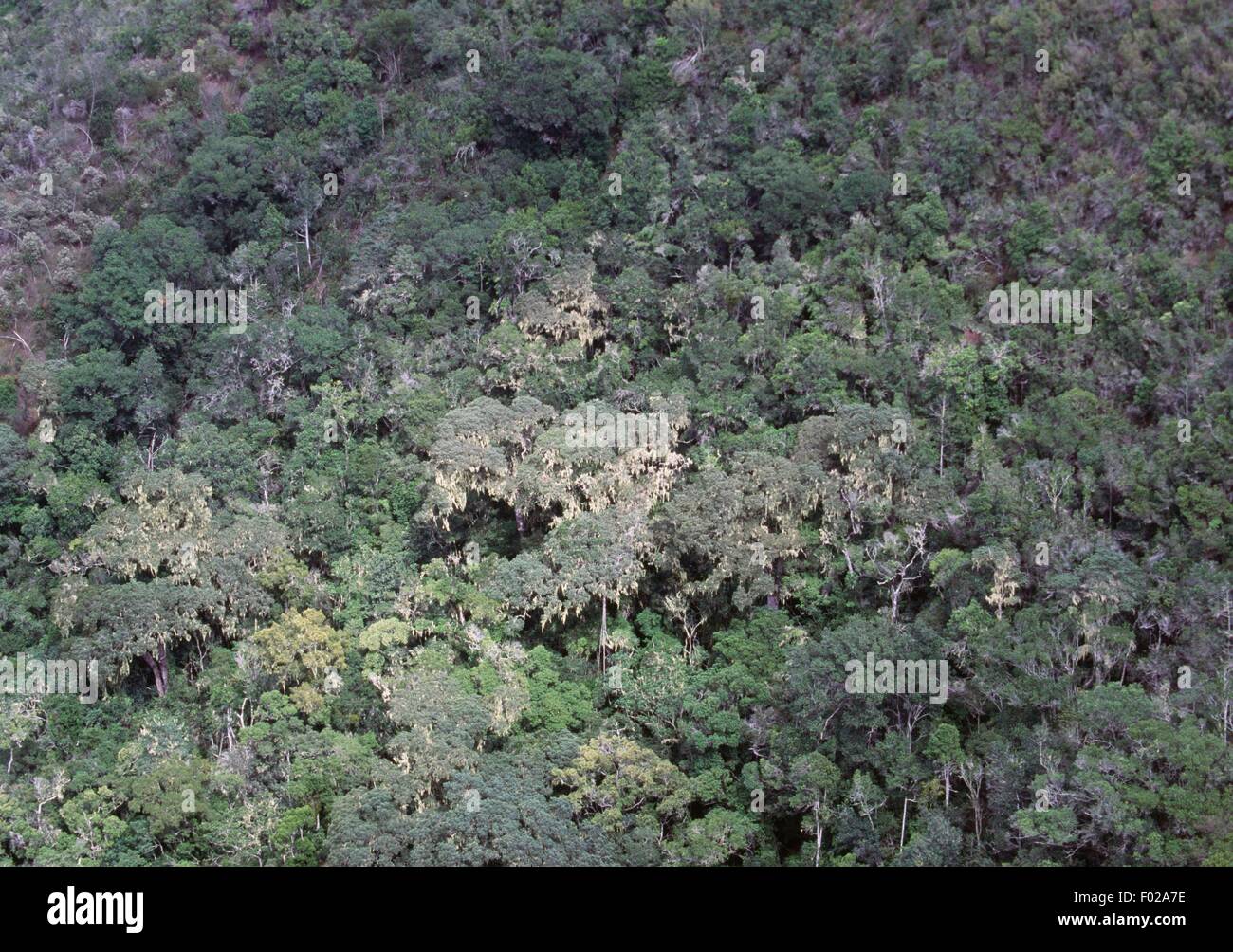 Vue aérienne de la forêt, Nature's Valley, le parc national de Tsitsikamma, Afrique du Sud. Banque D'Images