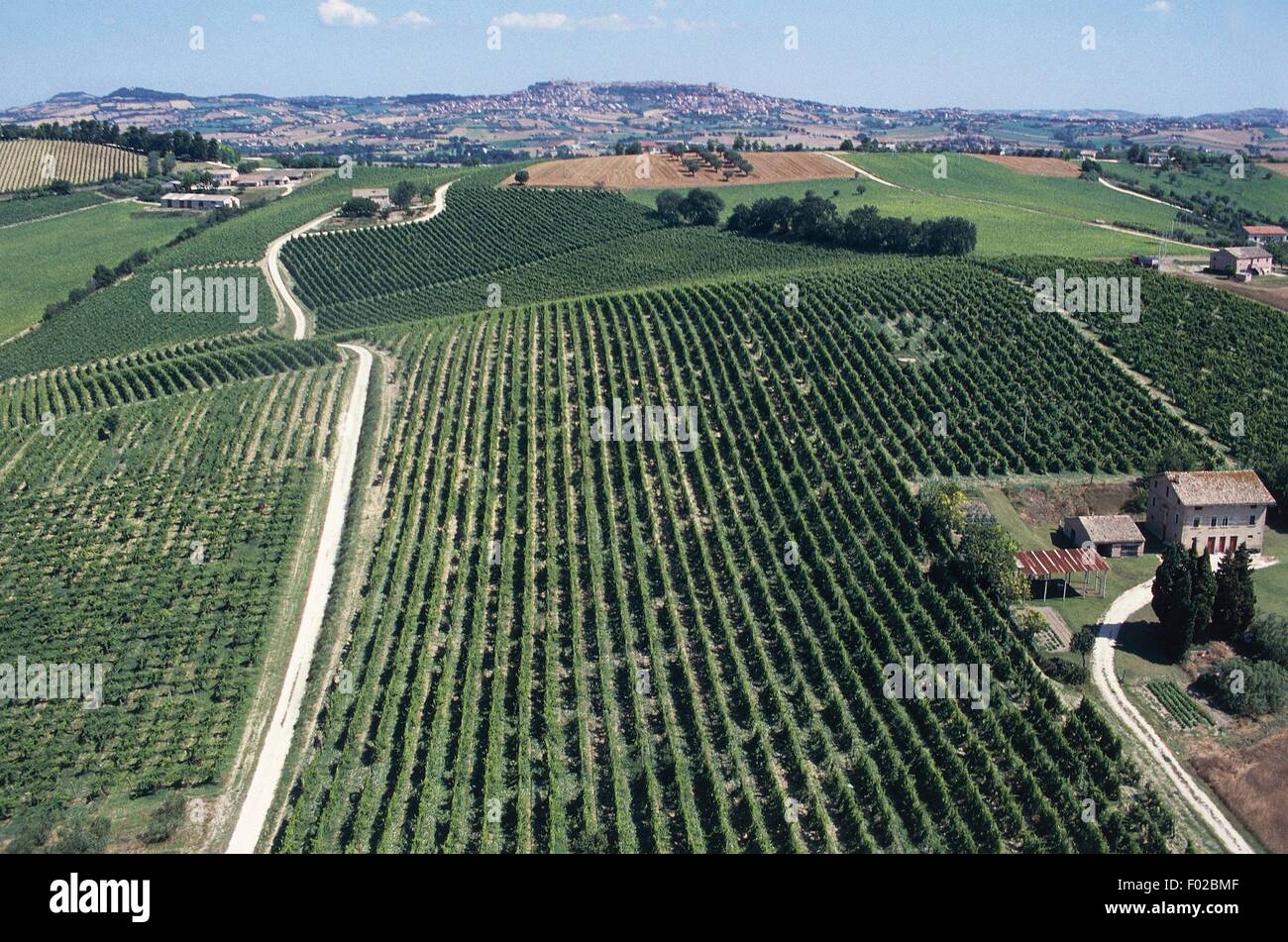 Vue aérienne de vignes près de Recanati, Marches, Italie. Banque D'Images