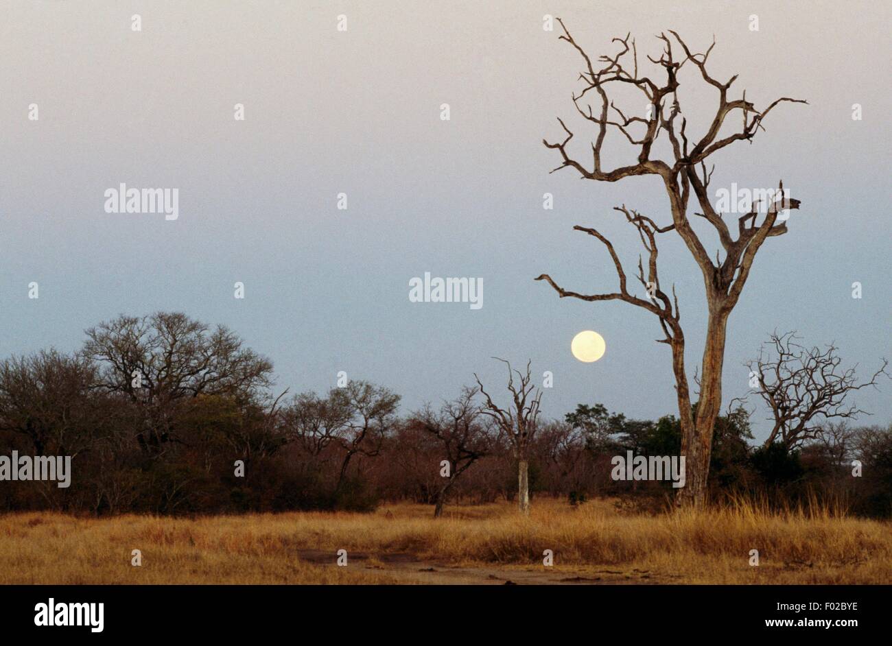 Lune au coucher du soleil sur la savane, Londolozi Private Game Reserve, Transvaal, Afrique du Sud. Banque D'Images
