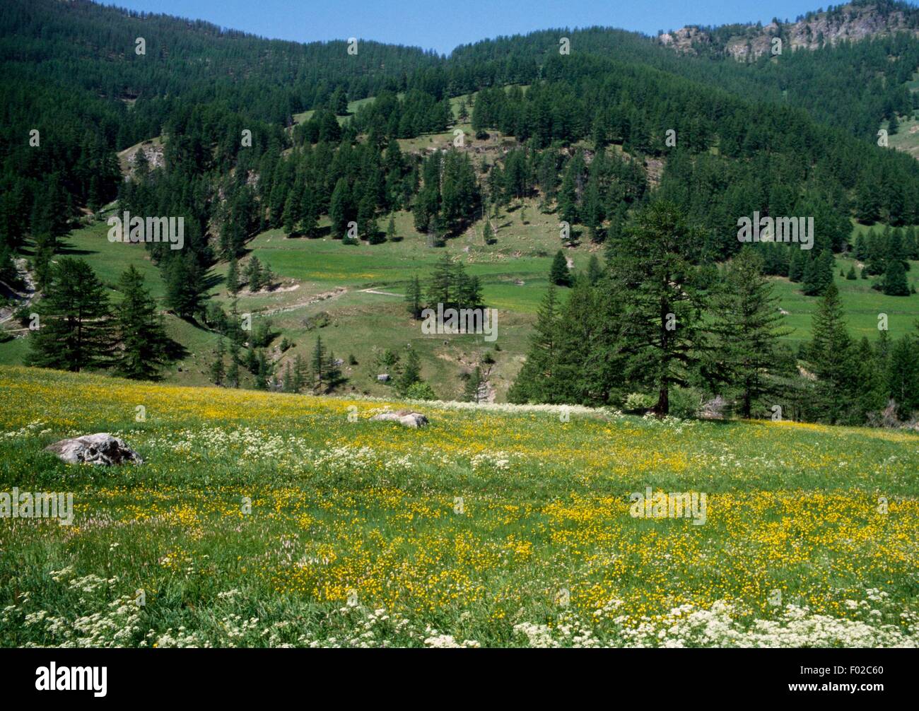 Paysage, Parc Naturel Régional du Queyras (Parc naturel régional du Queyras), Provence-Alpes-Côte d'Azur, France. Banque D'Images