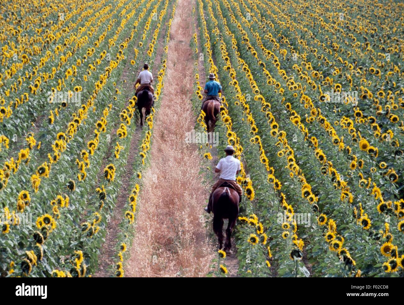 Hommes à cheval dans un champ de tournesols, parc régional de la Maremme, Toscane, Italie. Banque D'Images